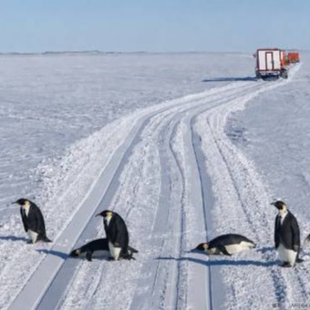 Penguins