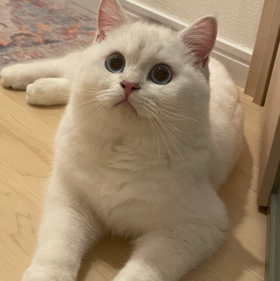 BUG