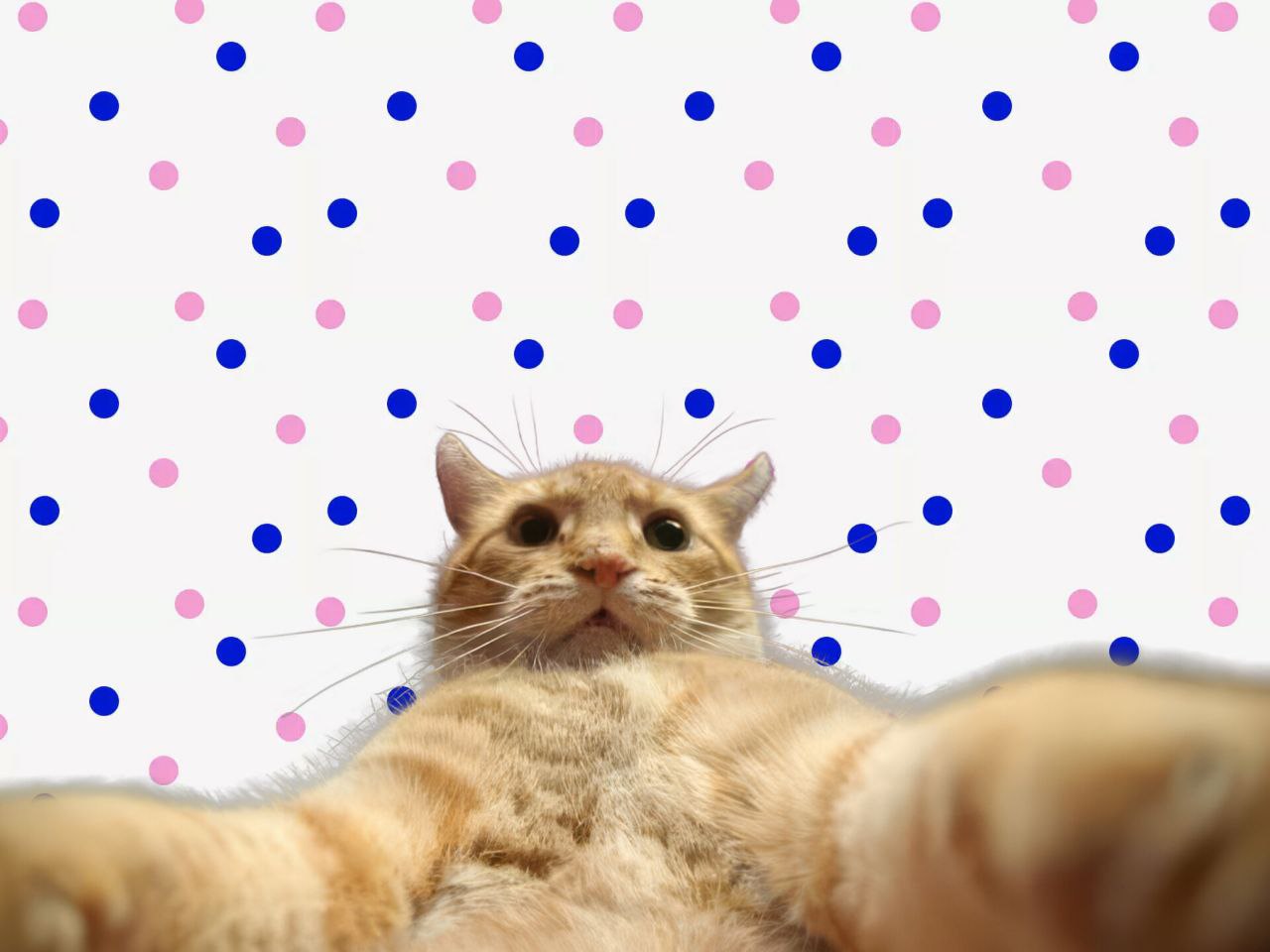 miow