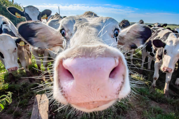 Cow