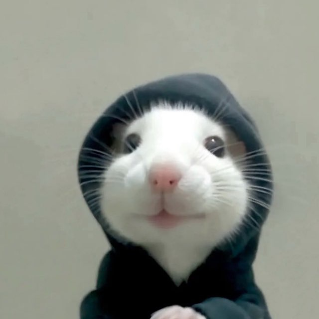 hoodratㅤ