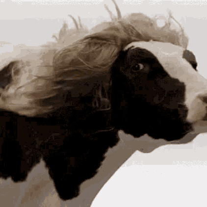Rizzcow