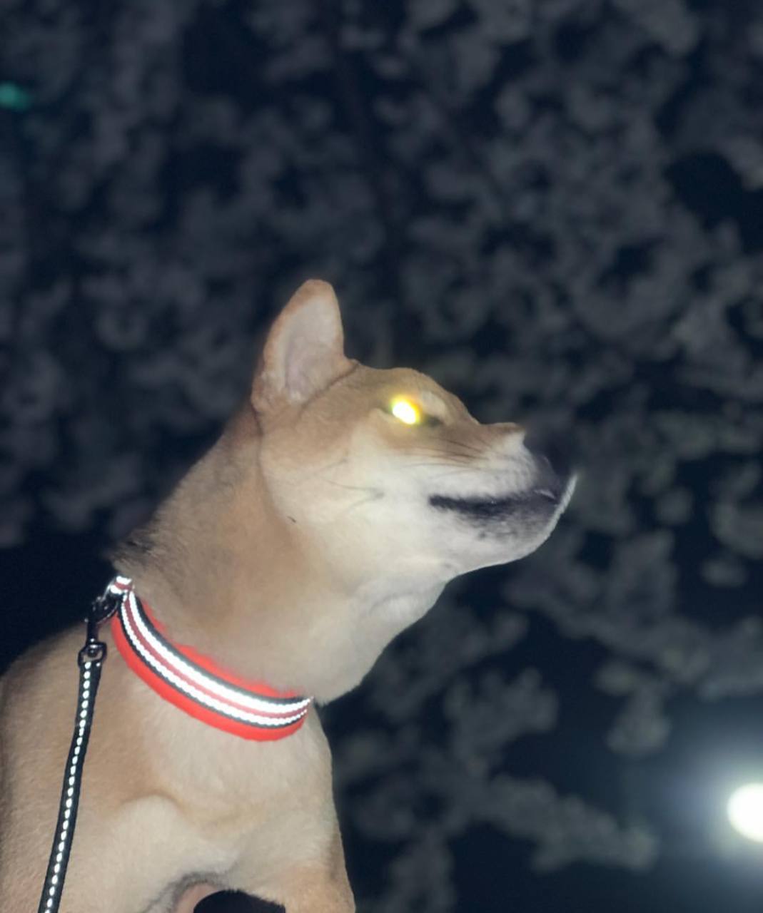 DOGMAN