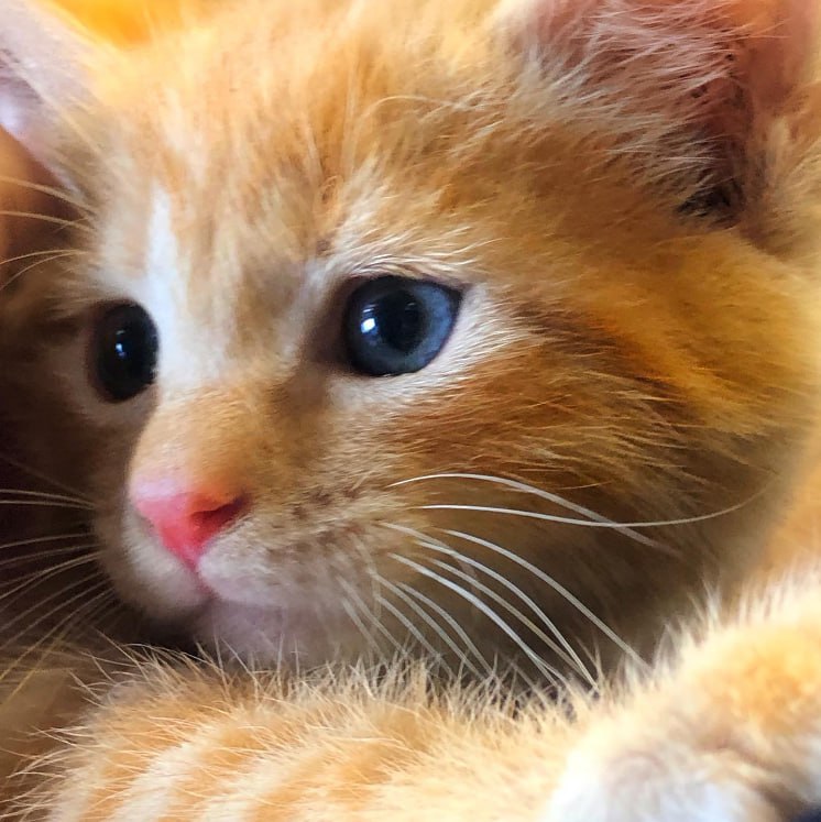 SIMBA