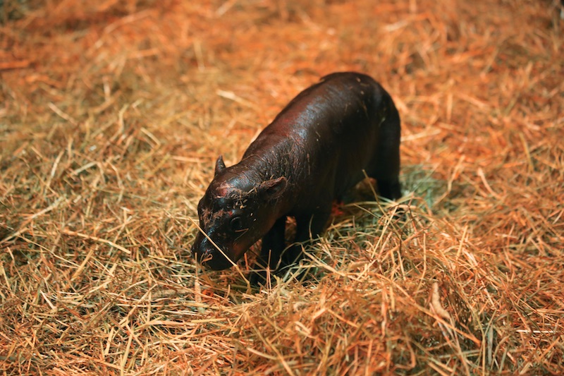 Haggis