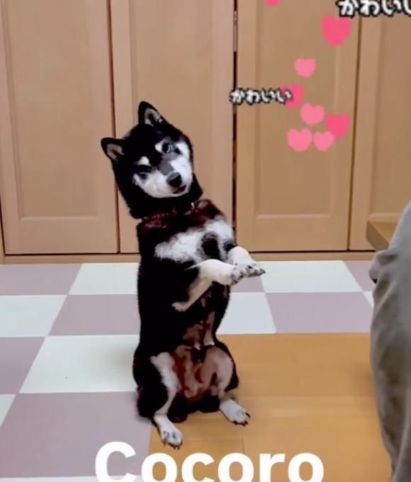 COCORO