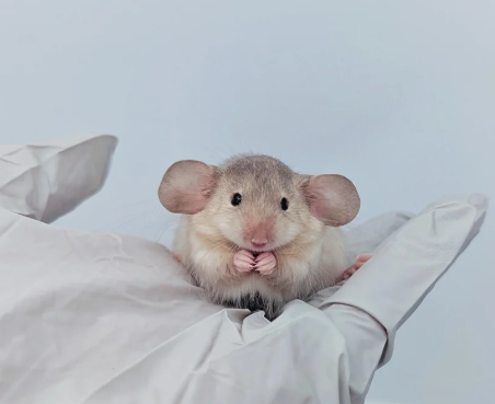 Despereaux