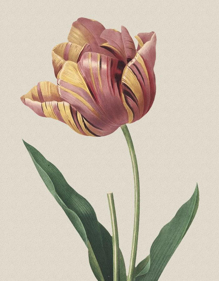 TULIP