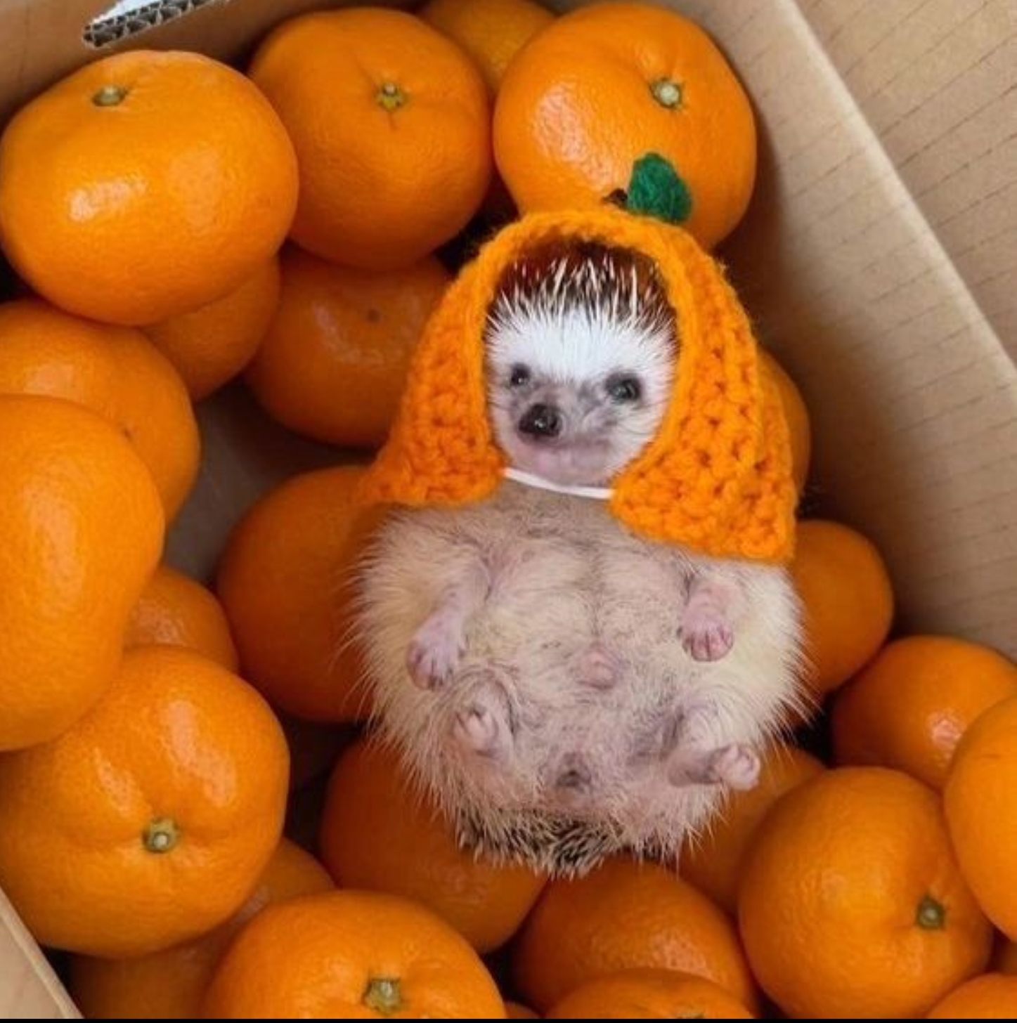 oranji