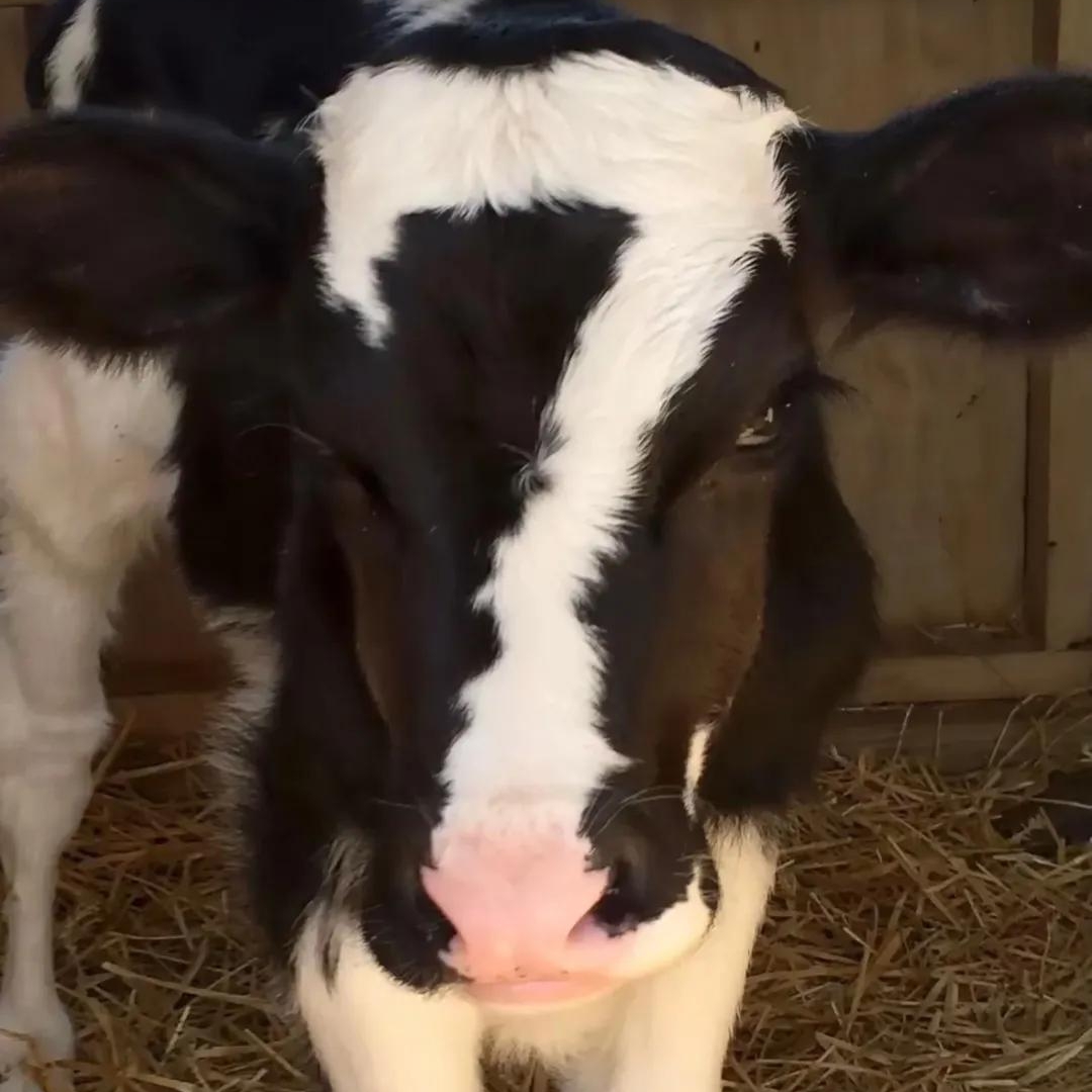 Luckycow