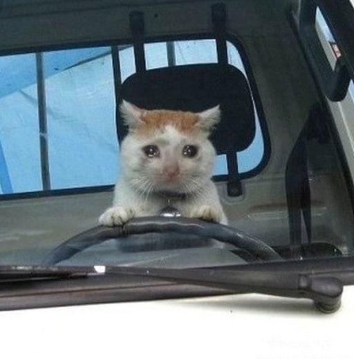 CCat