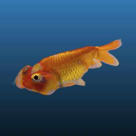 DORI