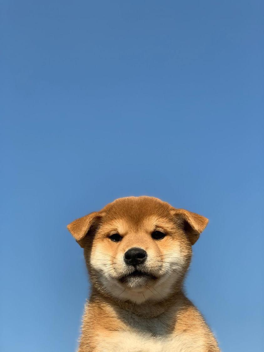 HAF