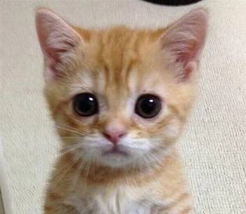 gato