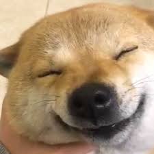 SHIBZ