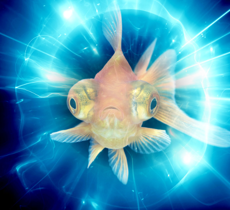 quantfish