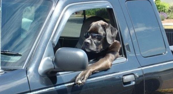 Dog Drive