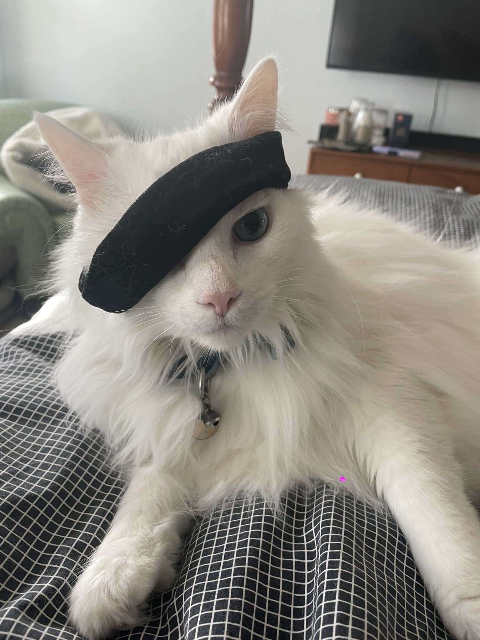 #Visorcat