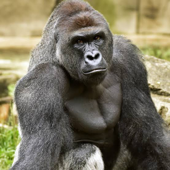 harambe