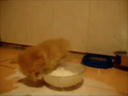 $MilkCAT
