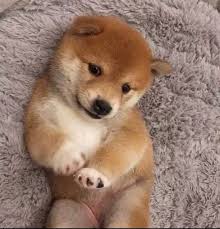 TOBBY