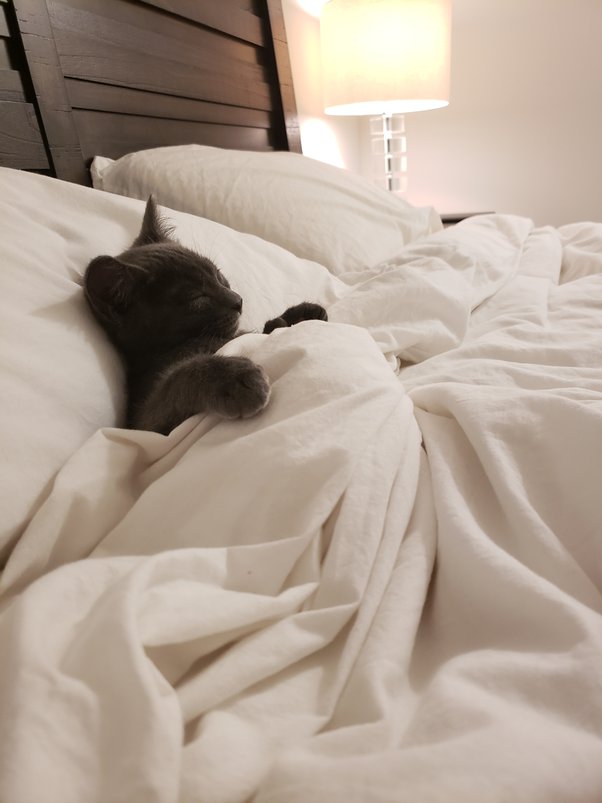 Bedrotting