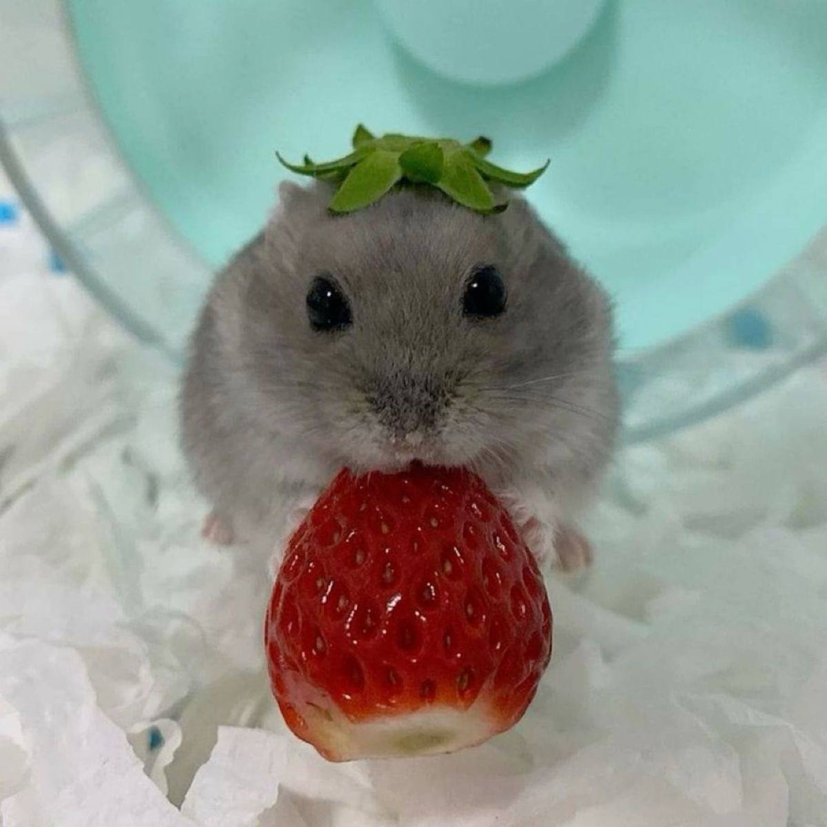 BERRY