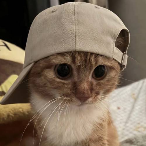 cap