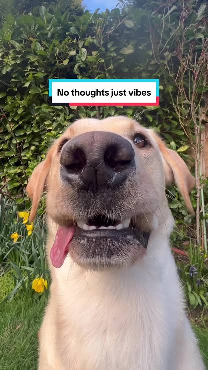 JustVibes