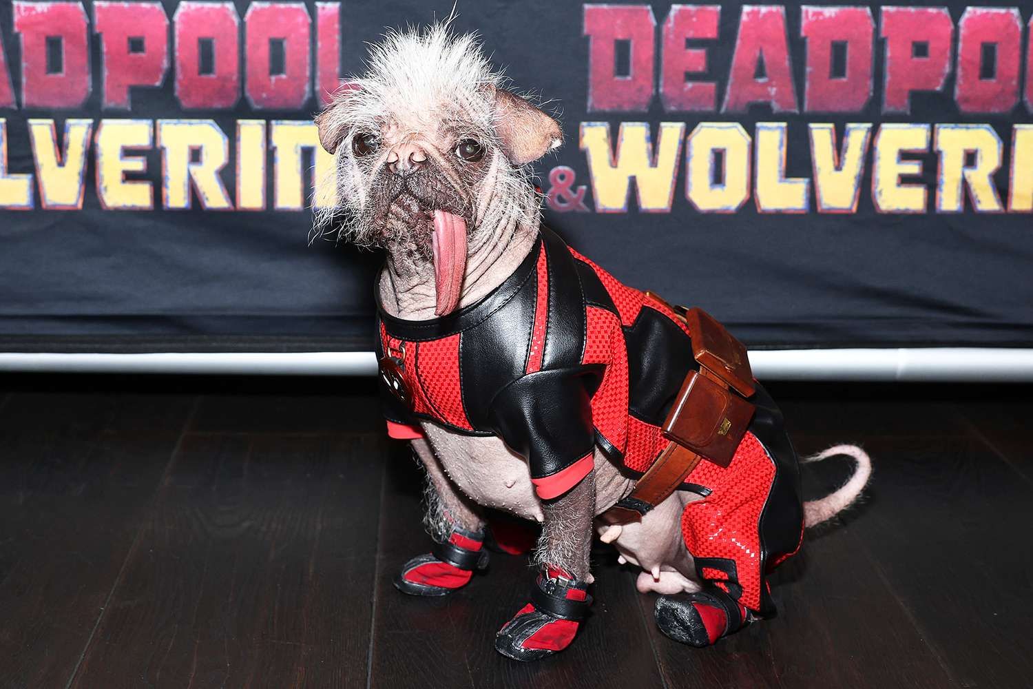 DOGPOOL