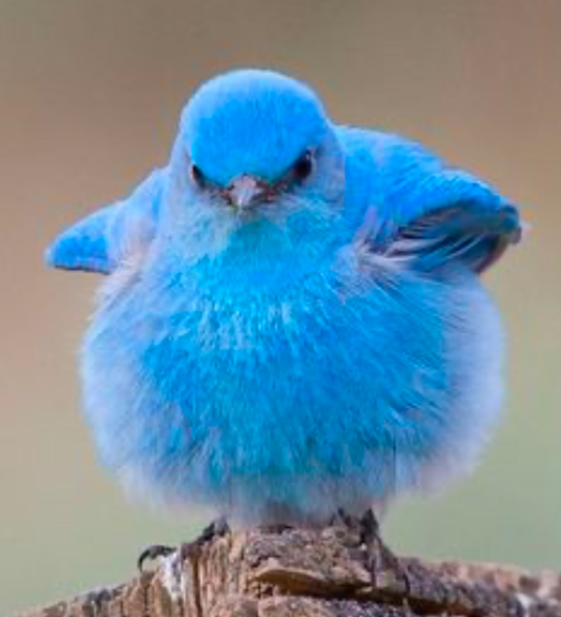 birt
