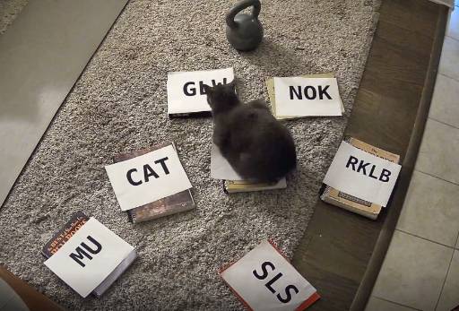 CatCalls