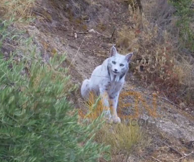 LYNX