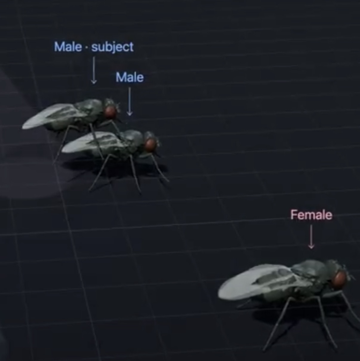 BIFLY
