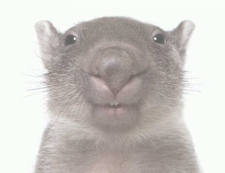 Wombat