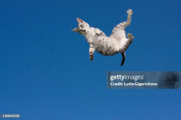DEBTCAT