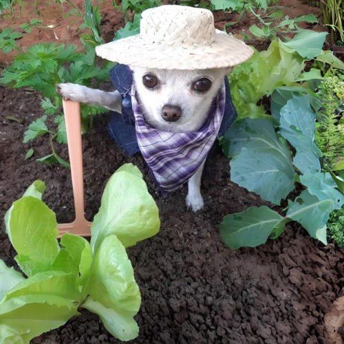 FARMER