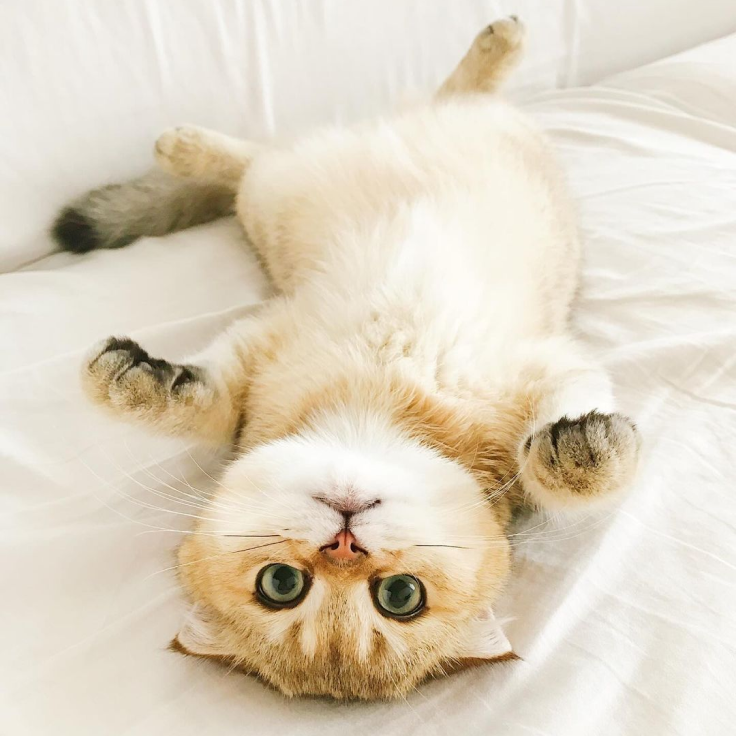 MOCHI
