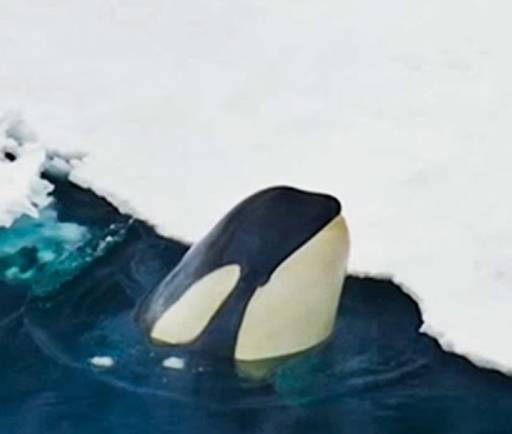 Orca