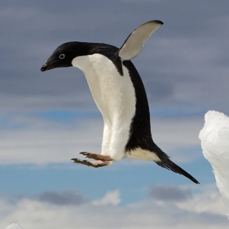 PenguChan