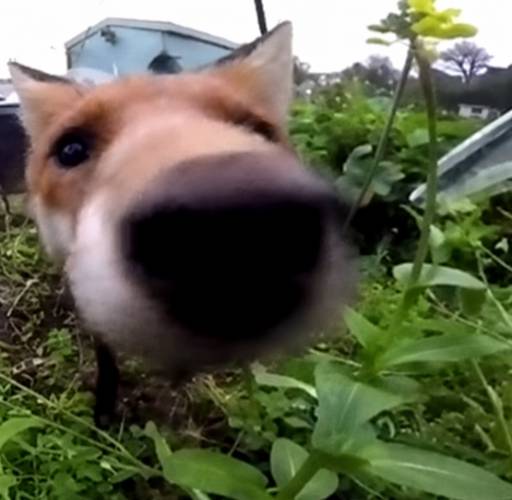 poke