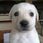billy