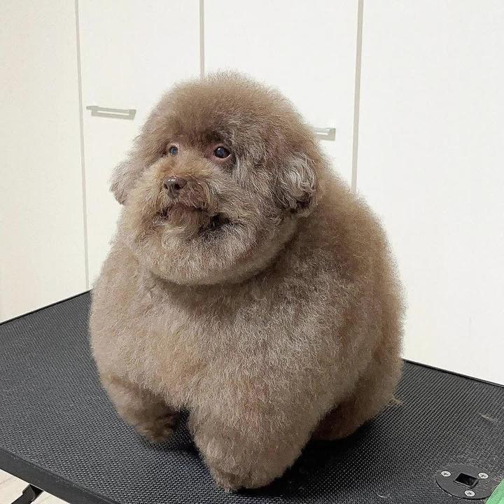 SCOOBERT
