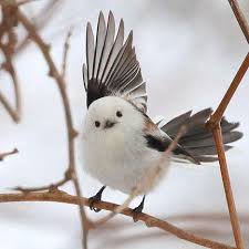 birdy