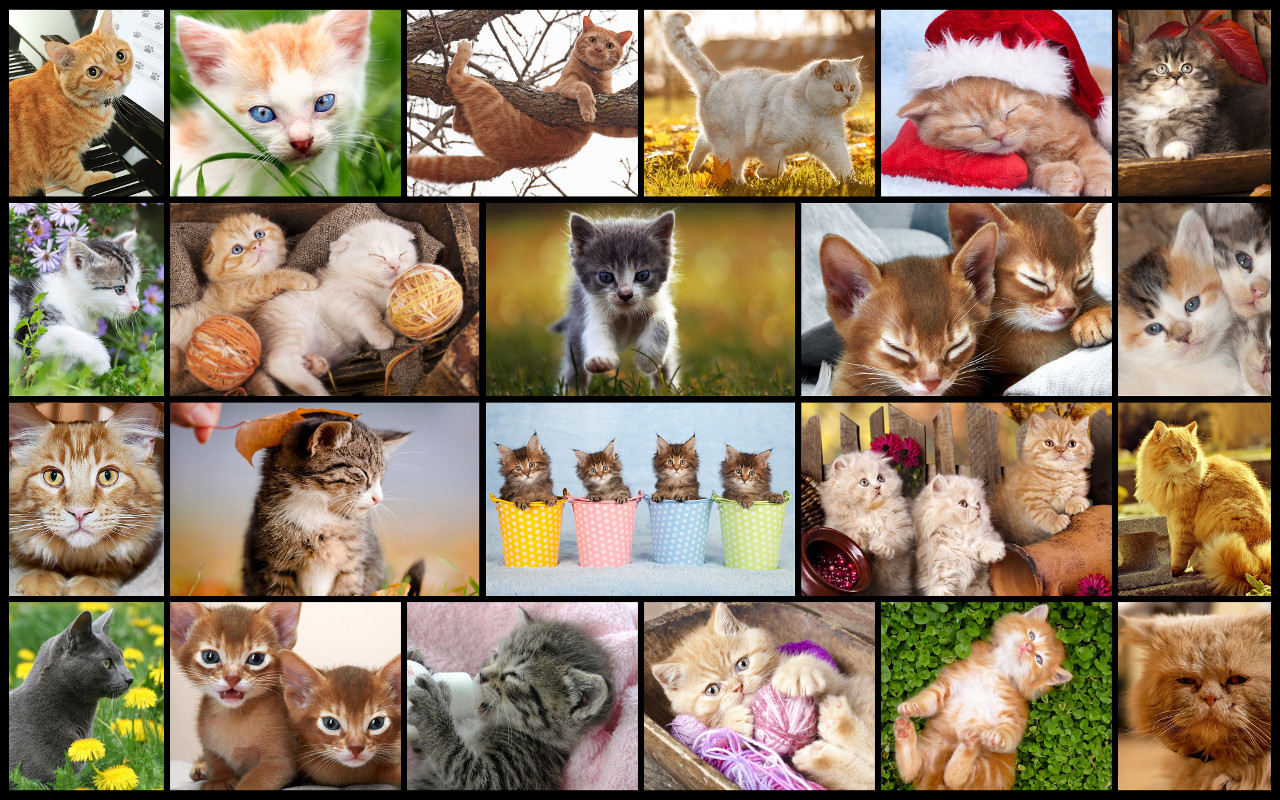 Kittens