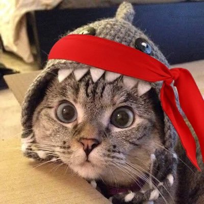 SharkKitty
