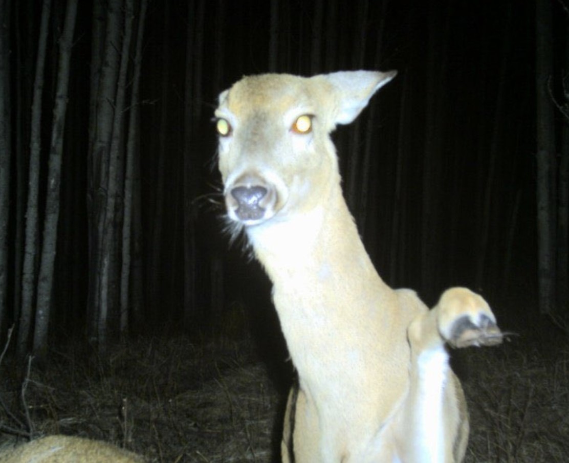 deer