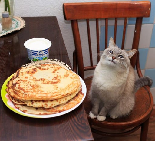 Blini Cat