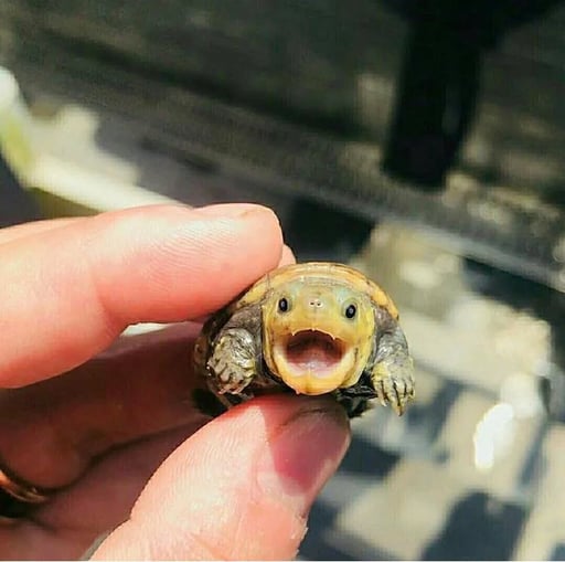 GIZMO