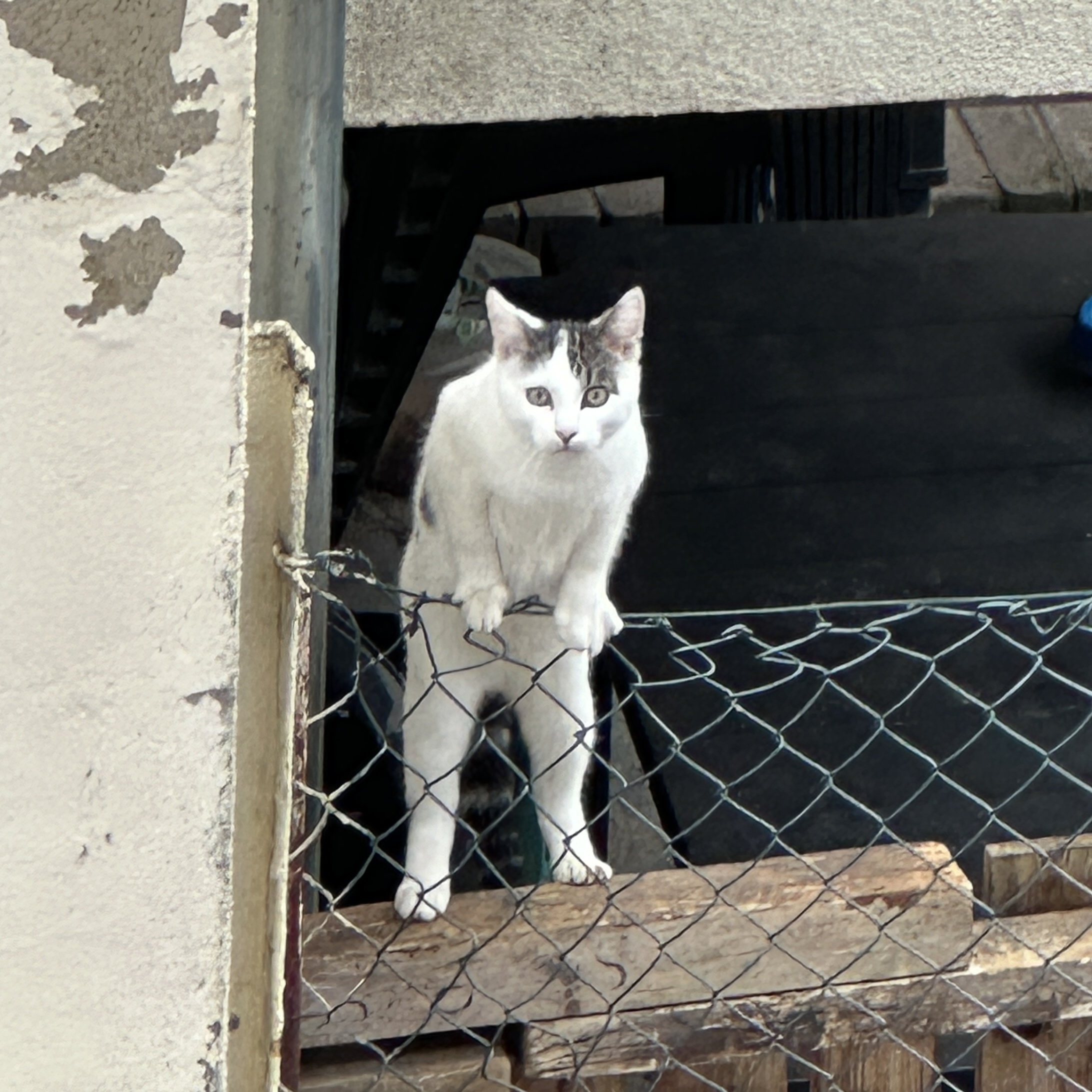 FENCAT